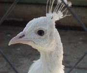 Upoznajte privatni zoološki vrt i azil za divlje životinje Milec