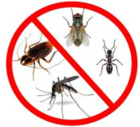 Kako se riješiti insekata na prirodni način