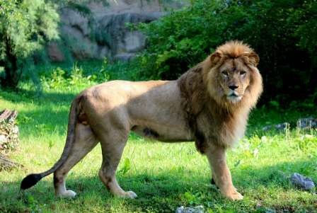 U zagrebački ZOO stigao veličanstven par afričkih lavova