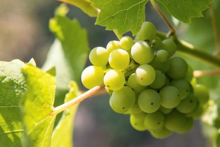 Pet mjesta koja morate posjeti  u Požeško-slavonskoj županiji