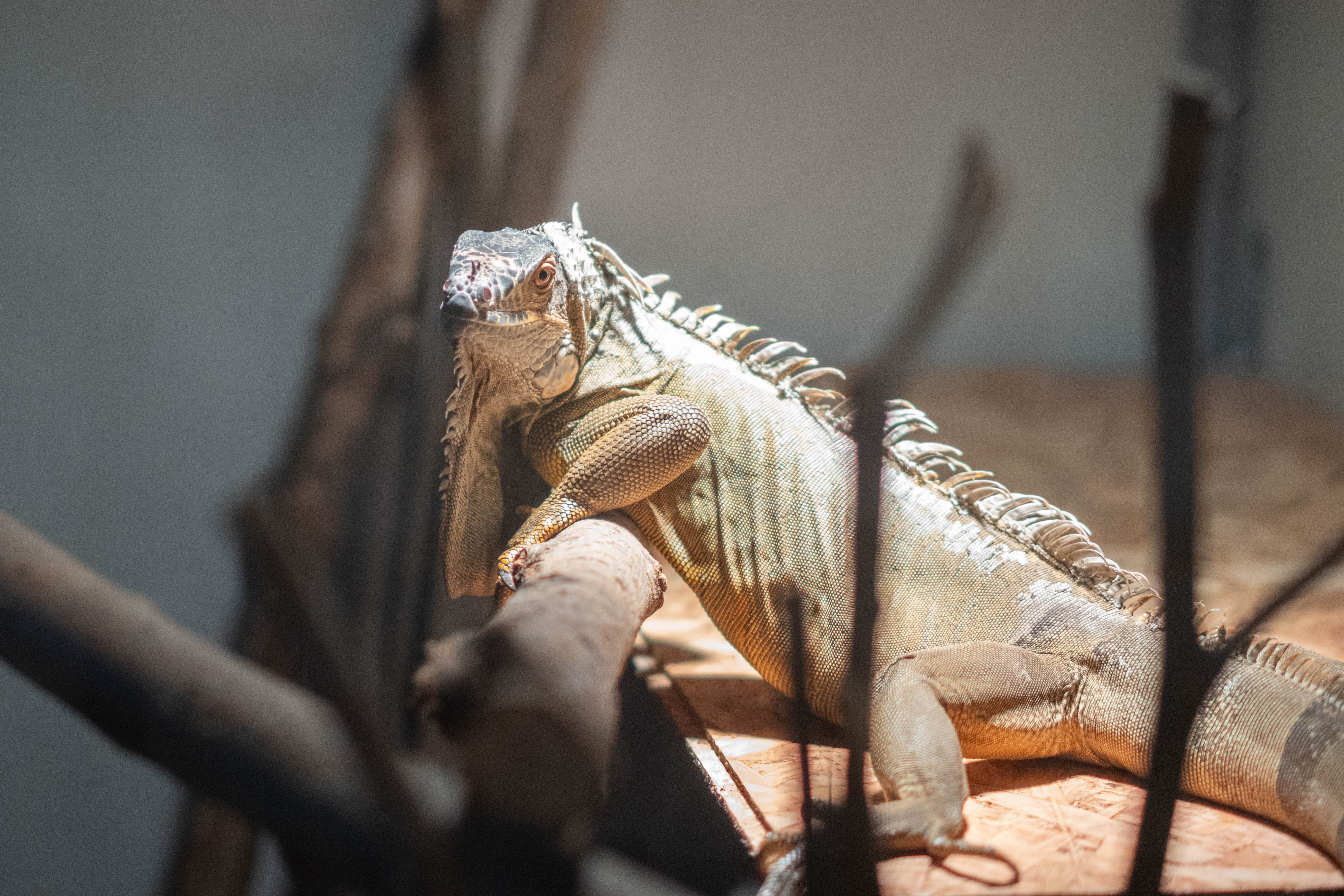 Edukativna izložba gmazova „Reptilomanija na Veterinarskom fakultetu od 20. do...