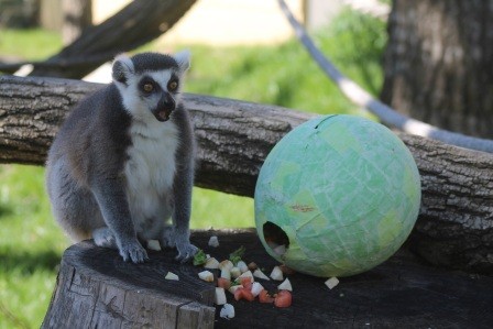 Šarene pisanice na Uskrsni ponedjeljak stižu stanovnicima ZOO Zagreb